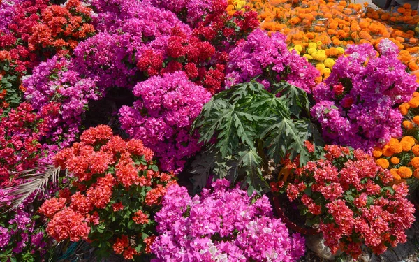 Flores Buganvillas Jardín Delta Del Mekong Vietnam — Foto de Stock
