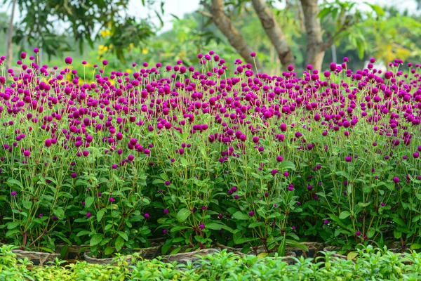 ベトナム メコンデルタで春に花を育てる — ストック写真