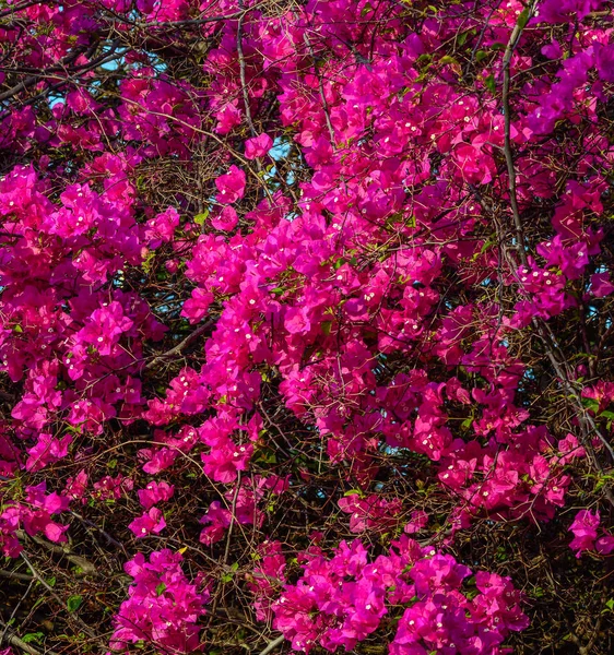 Красиві Пурпурового Бугенвіль Паперові Квіти Барвисті Кольору Бугенвіля Гладка Шуазі — стокове фото