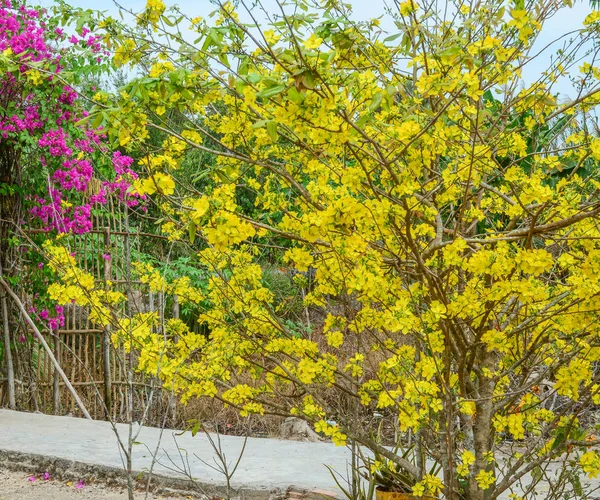 Ochna Integerrima Florece Primavera Sur Vietnam —  Fotos de Stock