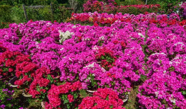 Plantação Flores Bougainvillea Primavera Mekong Delta Vietnã — Fotografia de Stock