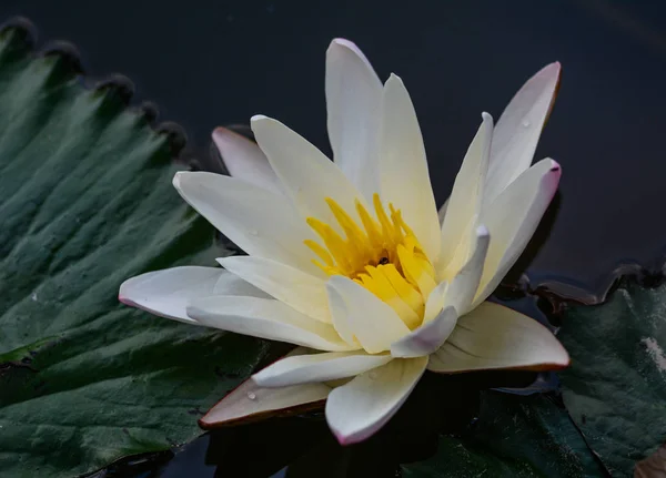 White Waterlily Flower Green Leaves Pond Stock Photo