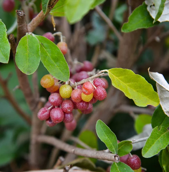 Elaeagnus Multiflora Фрукты Называемые Вишневый Elaeagnus Вишневый Серебристый Гуми Natsugumi — стоковое фото