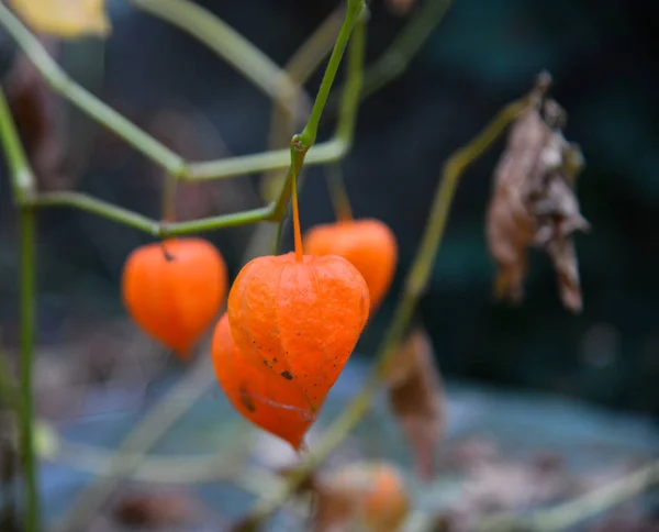 Planta Outono Physalis Plantas Lanterna Chinesas — Fotografia de Stock