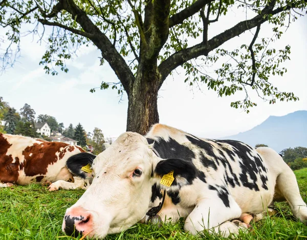 Lucerna Suiza Octubre 2018 Las Vacas Relajan Césped Lucerna Suiza —  Fotos de Stock