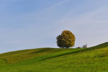 Yaz günü Luzern, İsviçre'de yeşil tepede yalnız bir ağaç.