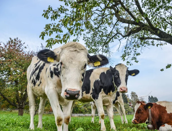 Lucerna Suiza Octubre 2018 Las Vacas Relajan Césped Lucerna Suiza —  Fotos de Stock