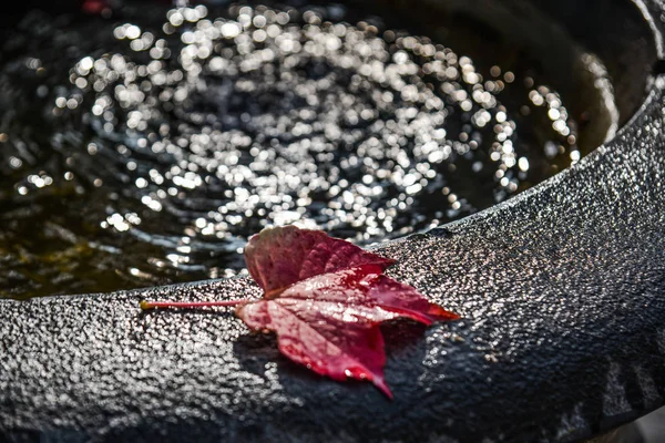Autumn leaves on water sink with sun light. Nature background.