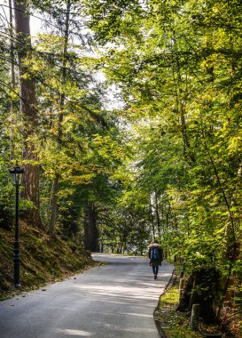 Yol rüzgarlar aracılığıyla bir gür yeşil orman Luzern, İsviçre.