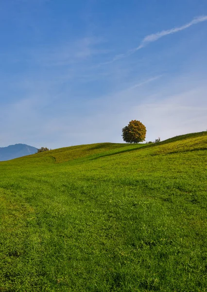 Lonely Tree Green Hill Summer Day Luzern Switzerland — Stock Photo, Image