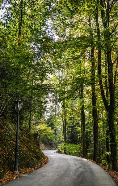 Sentiero Snoda Attraverso Una Lussureggiante Foresta Verde Lucerna Svizzera — Foto Stock