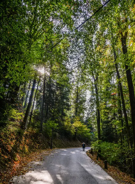 Path Winds Lush Green Forest Luzern Switzerland — Stock Photo, Image