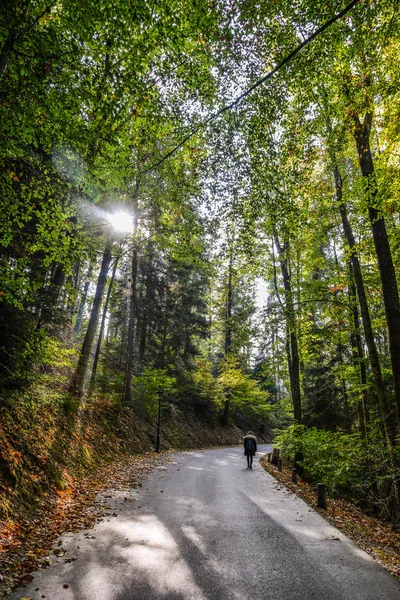 Path Winds Lush Green Forest Luzern Switzerland — Stock Photo, Image