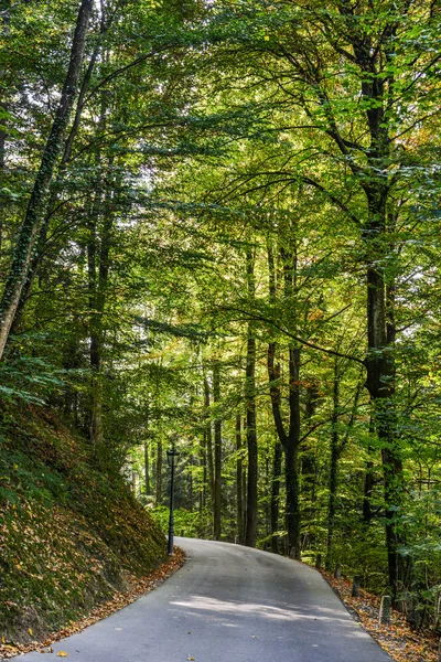 Path winds through a lush green forest in Luzern, Switzerland.