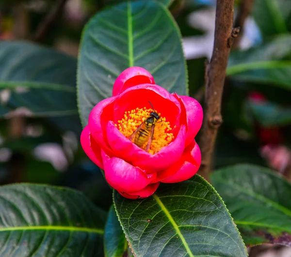 Camellia Sasanqua Květ Listy Zahradu — Stock fotografie