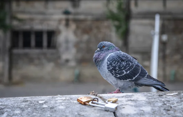 A pigeon standing on river bank of Seine River in Paris, France.
