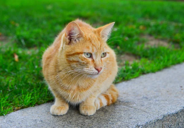 Lindo Gato Calle Día Verano Estambul Turquía — Foto de Stock