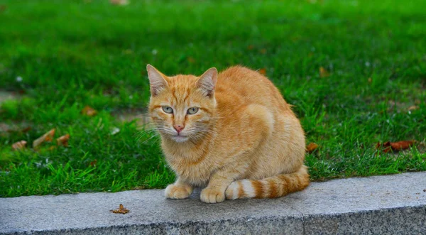 Söt Katt Gatan Vid Sommardag Istanbul Turkiet — Stockfoto