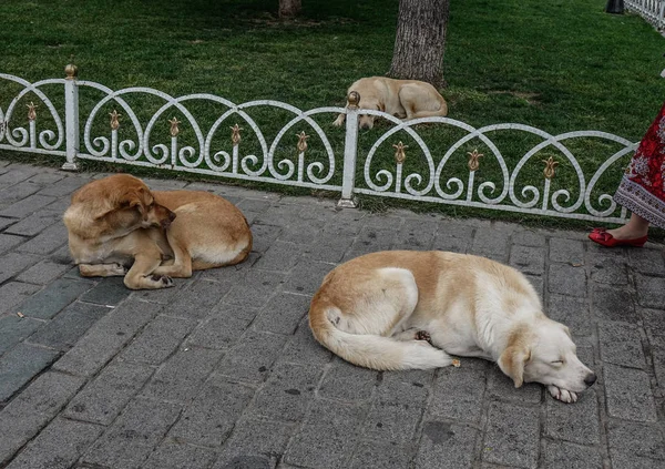 Собаки Спящие Общественном Парке Стамбула Турция — стоковое фото