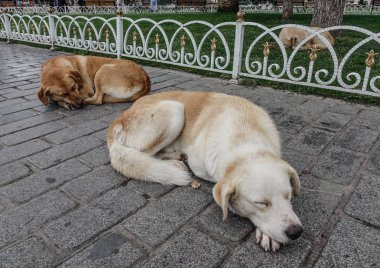 Istanbul, Türkiye'de kamu Park'ta uyuyan köpekler.