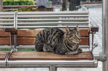 Şirin kedi tramvay istasyonu Istanbul, Türkiye'de ahşap bankta oturmuş.