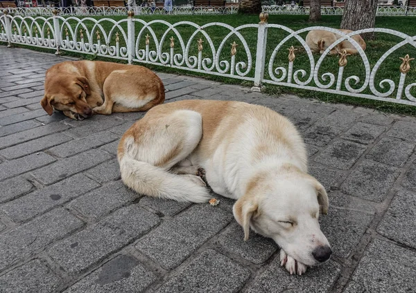 Psy Spanie Parku Publicznym Istanbul Turcja — Zdjęcie stockowe