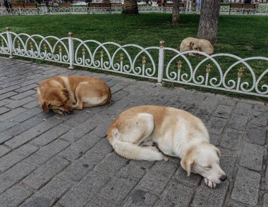 Istanbul, Türkiye'de kamu Park'ta uyuyan köpekler.