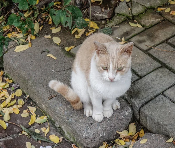 Lindo Gato Calle Día Verano Estambul Turquía — Foto de Stock