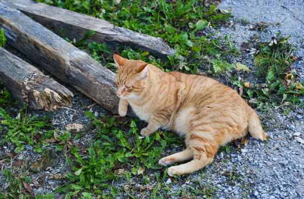 Joli Chat Relaxant Sur Route Berne Suisse — Photo