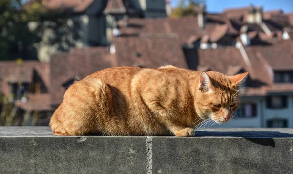 Söt Katt Sitter Stentrappan Bland Vintage Vacker Gata Med Färgade — Stockfoto