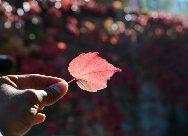 Mão Segurando Folha Vermelha Com Fundo Luz Solar Cenário Outono — Fotografia de Stock