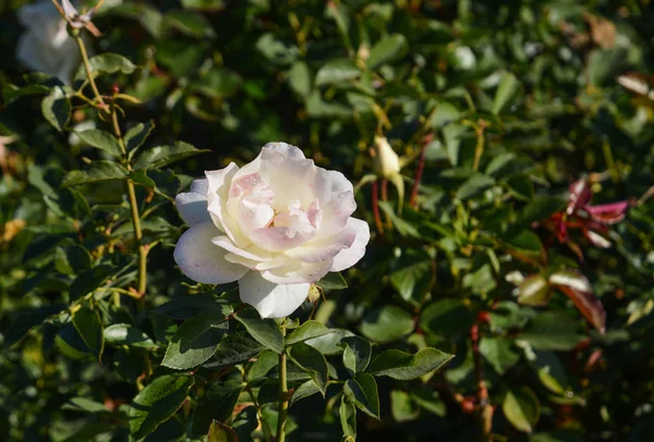 Una Rosa Blanca Floreciendo Jardín Primavera — Foto de Stock