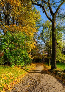 Saint Petersburg, Rusya'nın sonbahar park.