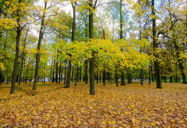 Sonbahar Catherine park sarayda Saint Petersburg, Rusya Federasyonu.