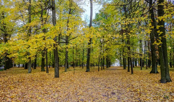 Saint Petersburg Rusya Nın Sonbahar Park — Stok fotoğraf