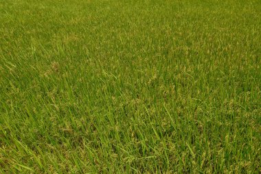 Pirinç alan, Mekong Delta, Güney Vietnam günde yaz.