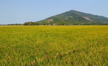 Pirinç alan yaz gününde bir Giang, Güney Vietnam.