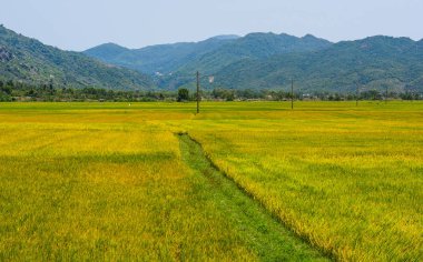 Pirinç alan yaz gününde bir Giang, Güney Vietnam.