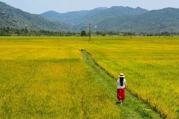 Woman Walking Rice Field Summer Day Giang Southern Vietnam — Stock Photo, Image