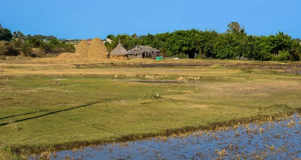 Rýžové Pole Letním Dni Phu Jenu Jižní Vietnam — Stock fotografie