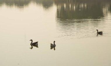 Ördek gölet üzerinde güneşli bir günde yaz yüzme.