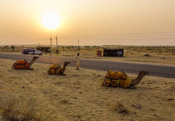 Jaisalmer India November 2017 Kamelen Wachten Thar Woestijn Jaisalmer India — Stockfoto