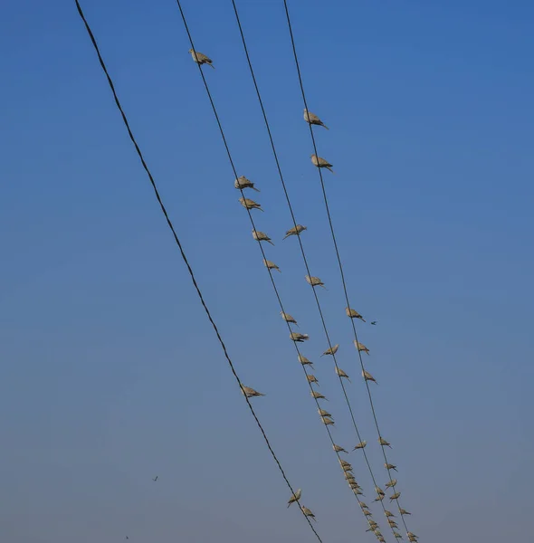 Güneşli Bir Gün Mavi Gökyüzü Altında Elektrik Telleri Üzerinde Birçok — Stok fotoğraf