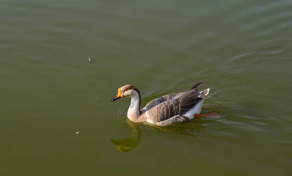 Pato Nadando Estanque Día Soleado Verano —  Fotos de Stock