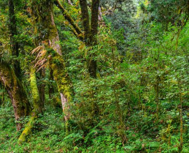Yaz Khopra, Nepal, derin Orman ağaçları.