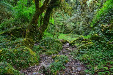 Yaz Khopra, Nepal, derin Orman ağaçları.