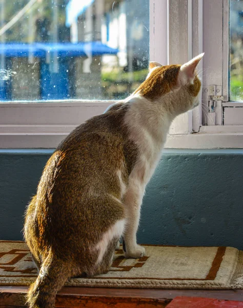 Katt Sitter Och Tittar Fönstret Vid Soluppgången — Stockfoto