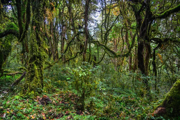 Árvores Floresta Profunda Verão Khopra Nepal — Fotografia de Stock