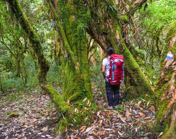 Ung Kvinna Med Ryggsäck Promenader Trail Annapurna Circuit Vandring Khopra — Stockfoto