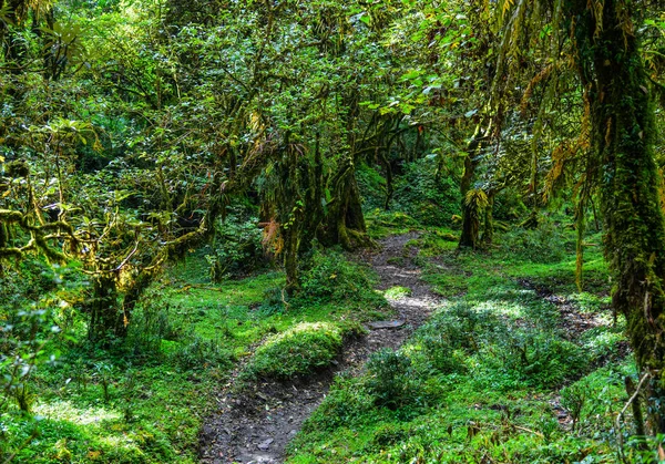 Träd Vid Djupa Skogen Sommaren Khopra Nepal — Stockfoto